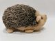 17 cm 6,69 cala Zabawki z materiałów pochodzących z recyklingu Rainbow Hedgehog Wypchane zwierzę