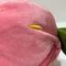 25cm 10&quot; Różowy i Biały Wielkanocny Puchar Zabawki Królik Królik Wystawione Zwierzę w truskawce